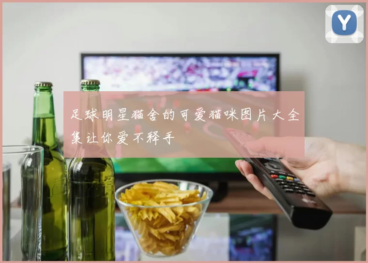 足球明星猫舍的可爱猫咪图片大全集让你爱不释手